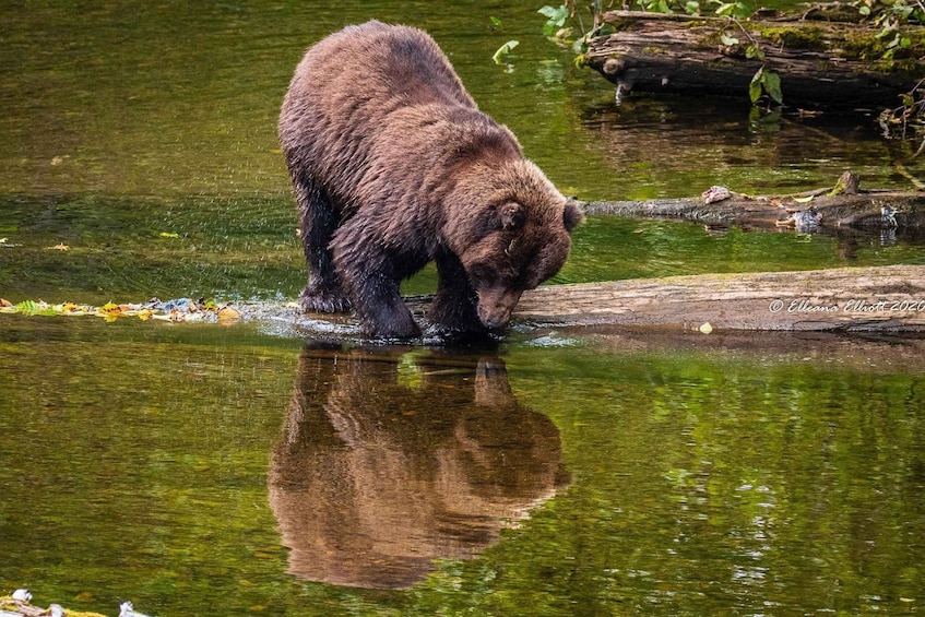 Picture 3 for Activity Hoonah: Chichagof Island Brown Bear Search