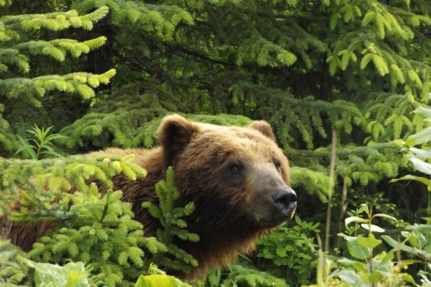 Hoonah: Chichagof Island Brown Bear Search