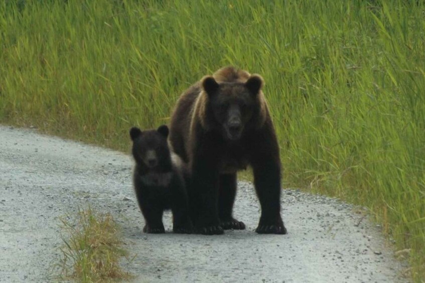 Picture 3 for Activity Hoonah: Chichagof Island Brown Bear Search