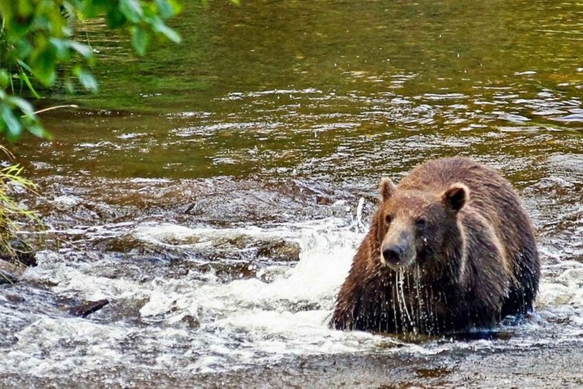 Picture 4 for Activity Hoonah: Chichagof Island Brown Bear Search