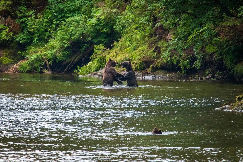 Picture 5 for Activity Hoonah: Chichagof Island Brown Bear Search