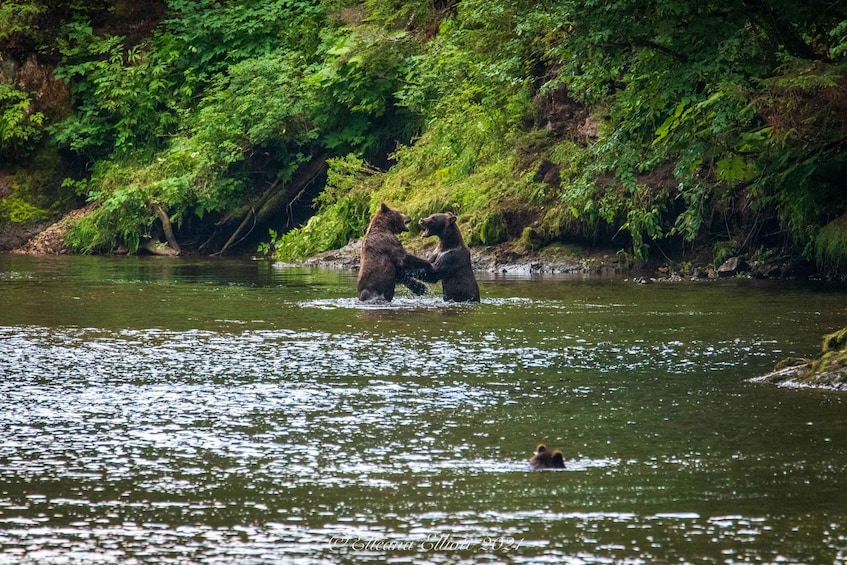 Picture 5 for Activity Hoonah: Chichagof Island Brown Bear Search