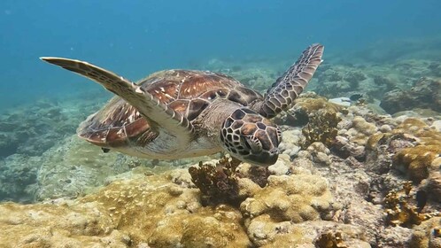 Snorkelling at the bay