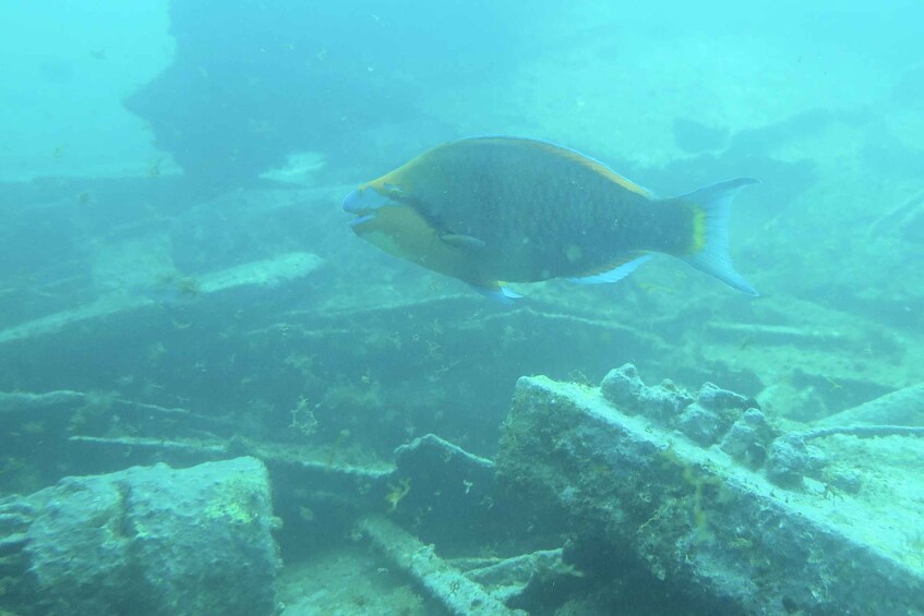 Picture 3 for Activity Short Snorkeling Trip
