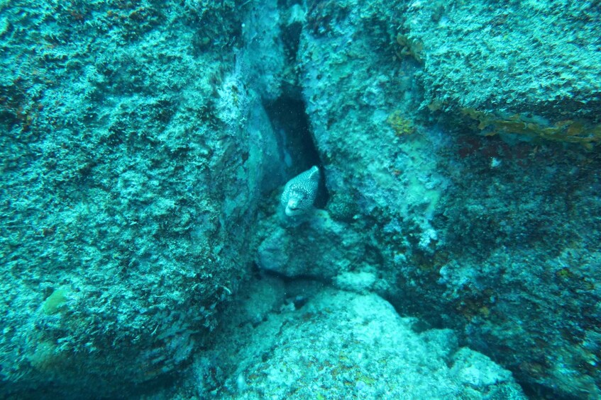 Picture 2 for Activity Short Snorkeling Trip