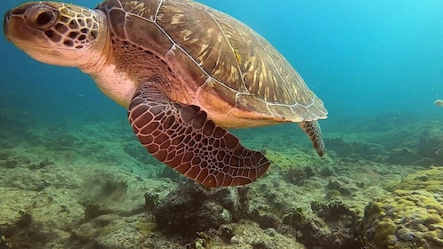 Short Snorkeling Trip