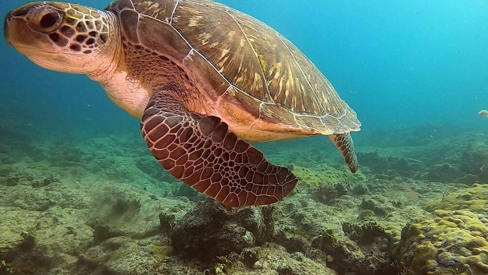 Picture 2 for Activity Short Snorkeling Trip