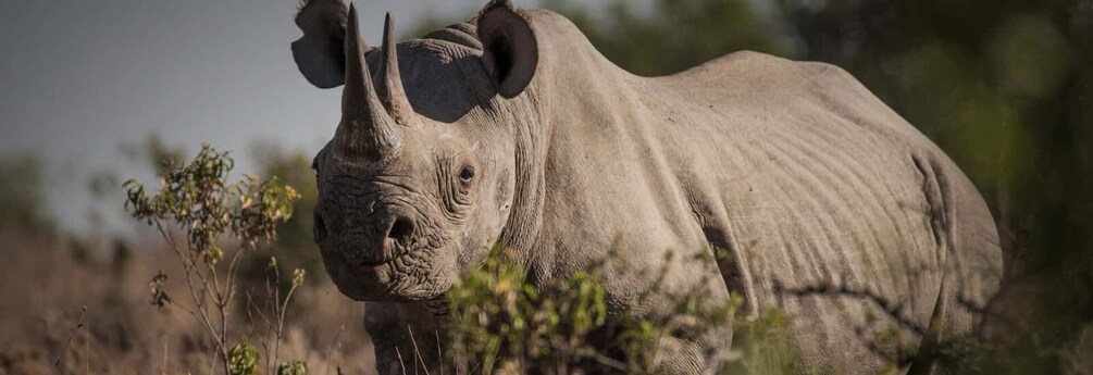 Picture 1 for Activity 3 DAYS, 2 NIGHTS PRIVATE SAFARI TO OLPEJETA CONSERVANCY