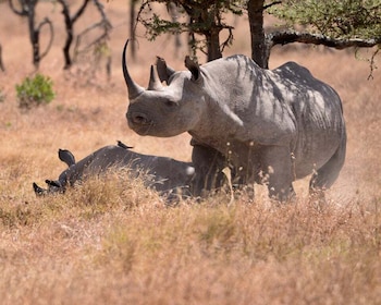 3 DAYS, 2 NIGHTS PRIVATE SAFARI TO OLPEJETA CONSERVANCY