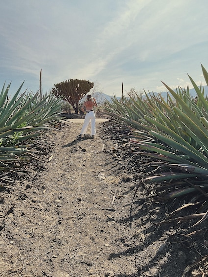 The Mezcal Journey