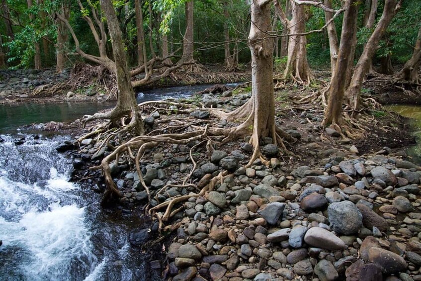 Picture 3 for Activity Mauritius: Black River Gorges Guided Hike with Hotel Pickup