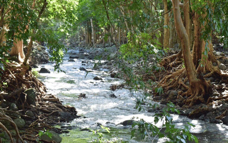 Picture 4 for Activity Mauritius: Black River Gorges Guided Hike with Hotel Pickup