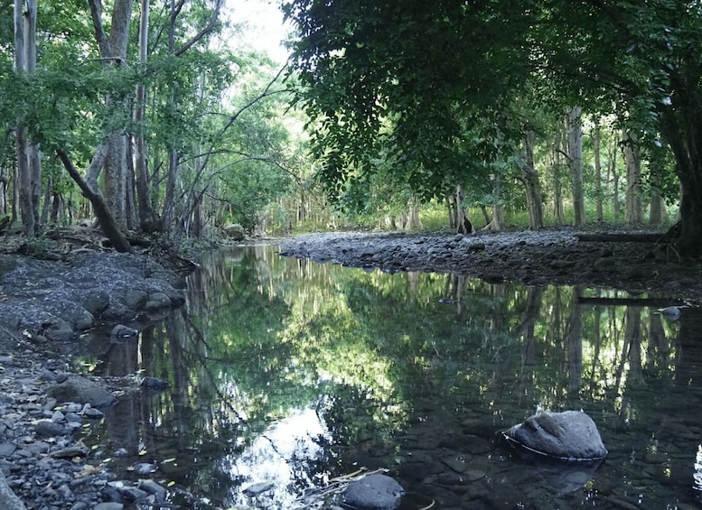 Picture 5 for Activity Mauritius: Black River Gorges Guided Hike with Hotel Pickup