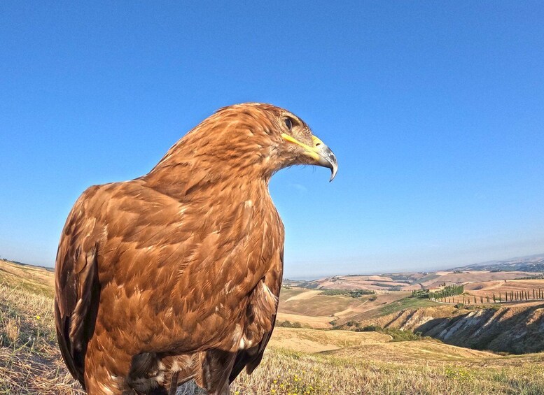 Picture 4 for Activity Experience with birds of prey in Tuscany