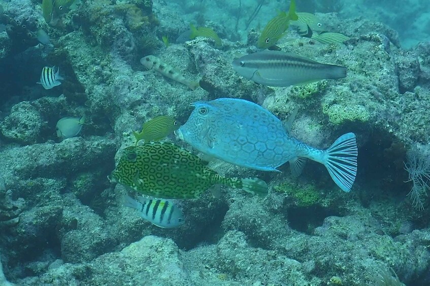 Picture 1 for Activity Lower Grand Lagoon: Panama City Beach Guided Snorkeling Tour