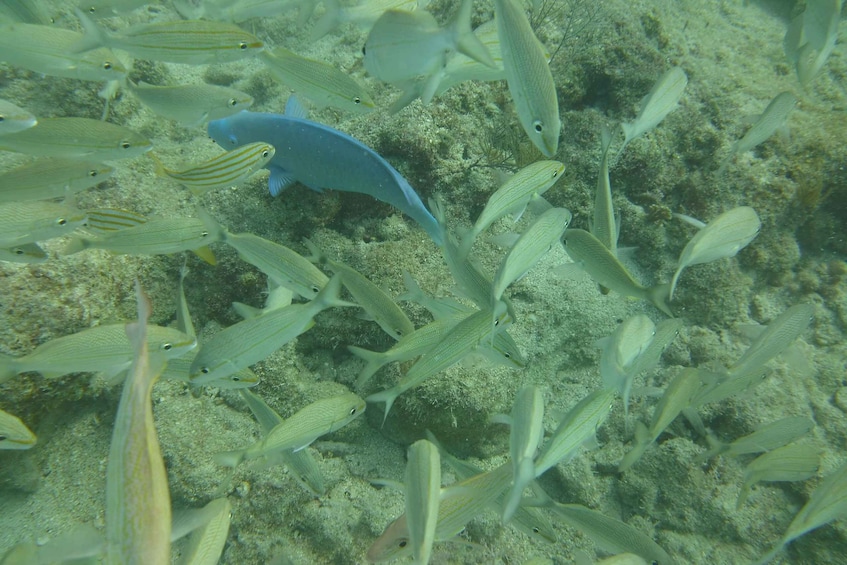 Picture 6 for Activity Lower Grand Lagoon: Panama City Beach Guided Snorkeling Tour