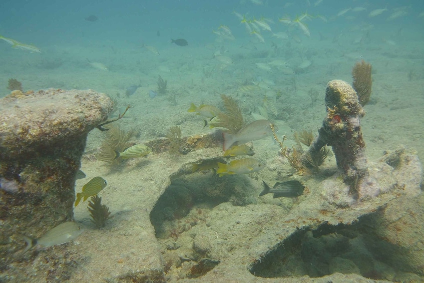 Picture 8 for Activity Lower Grand Lagoon: Panama City Beach Guided Snorkeling Tour