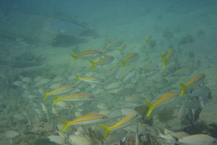 Picture 5 for Activity Lower Grand Lagoon: Panama City Beach Guided Snorkeling Tour