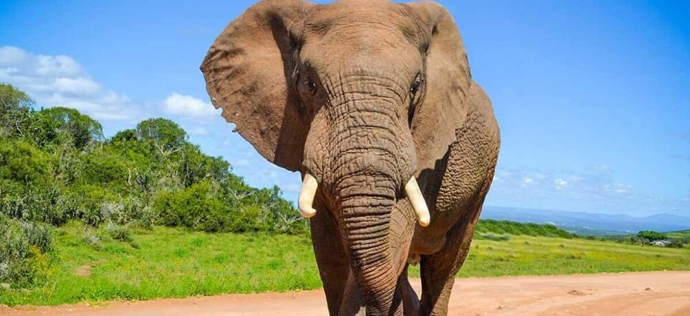 Addo Elephant National Park Full-Day Safari