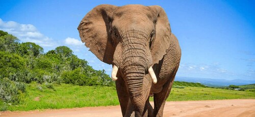 Addo Elephant National Park Ganztagessafari