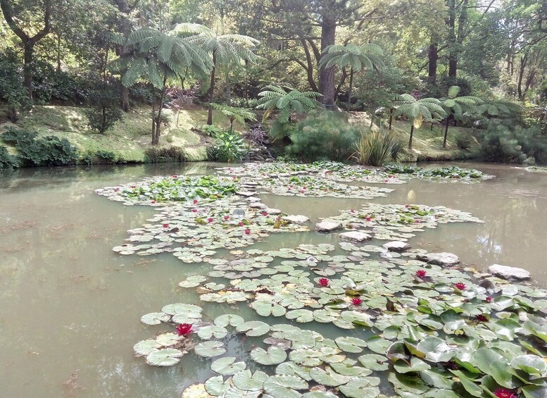 Picture 10 for Activity Furnas - Full Day Tour