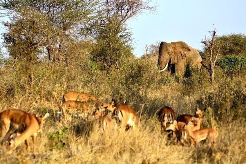 Full-Day Private Tour of Tsavo East National Park from Mombasa