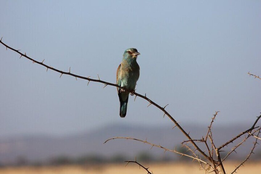 Full-Day Private Tour of Tsavo East National Park from Mombasa