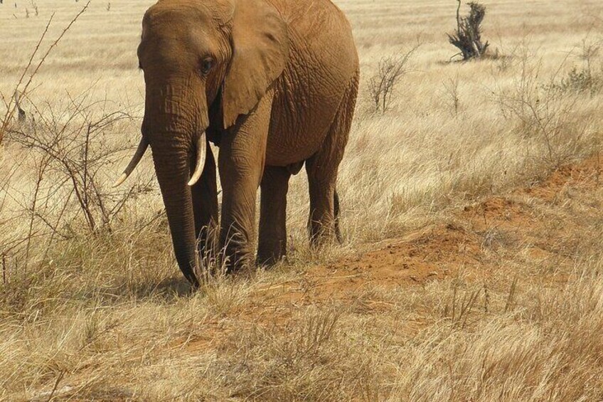 Full-Day Private Tour of Tsavo East National Park from Mombasa