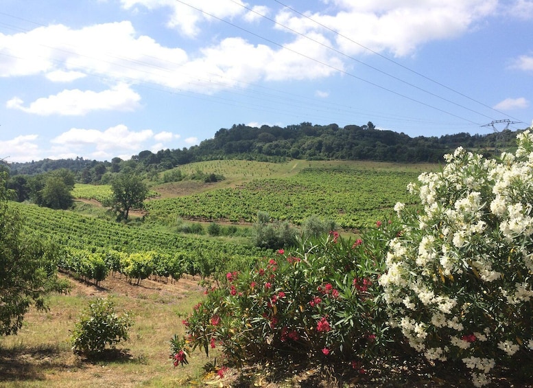 Picture 1 for Activity Wine tour Cathar country