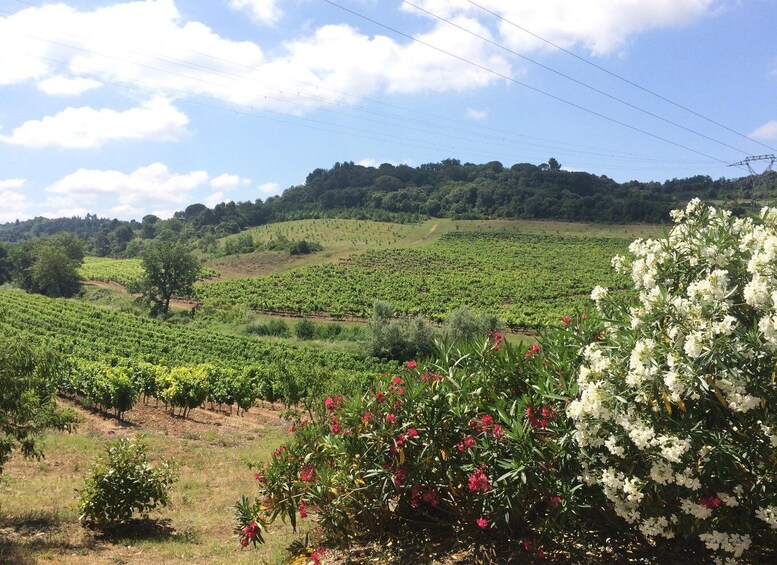 Picture 1 for Activity Wine tour Cathar country