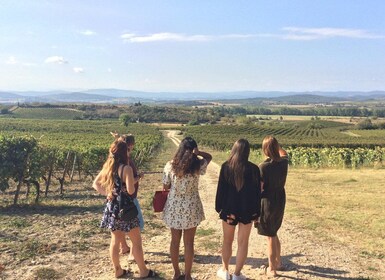 Wine tour Cathar country