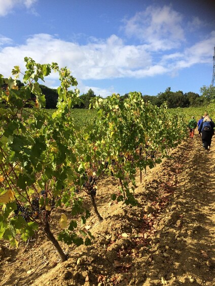 Picture 4 for Activity Wine tour Cathar country