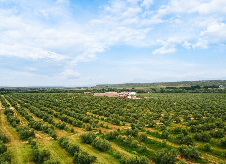 Picture 1 for Activity Jaen: Olive oil tour with the 5 senses, grove and tasing