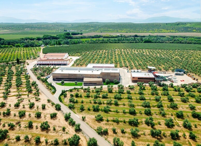 Picture 3 for Activity Jaen: Olive oil tour with the 5 senses, grove and tasing