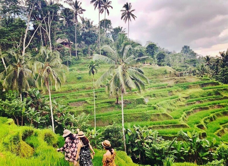 Picture 4 for Activity Ubud: Waterfalls, Temple and Rice Terrace Day Trip