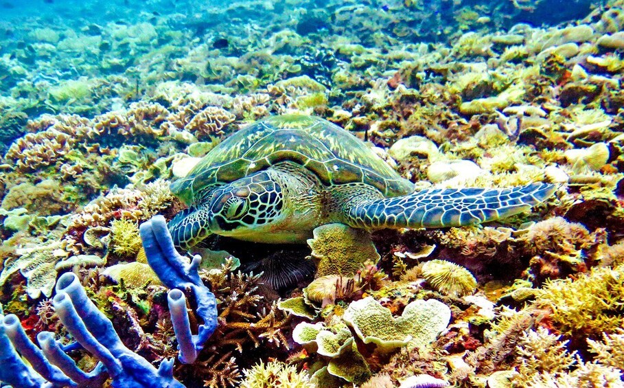 Picture 2 for Activity Gili Islands: Underwater Statues Cruise and Snorkeling