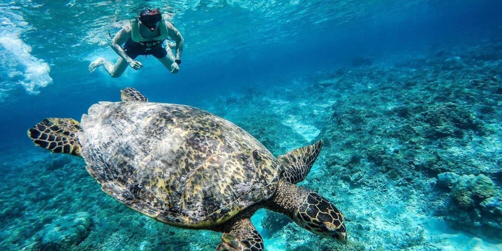 Picture 3 for Activity Gili Islands: Underwater Statues Cruise and Snorkeling