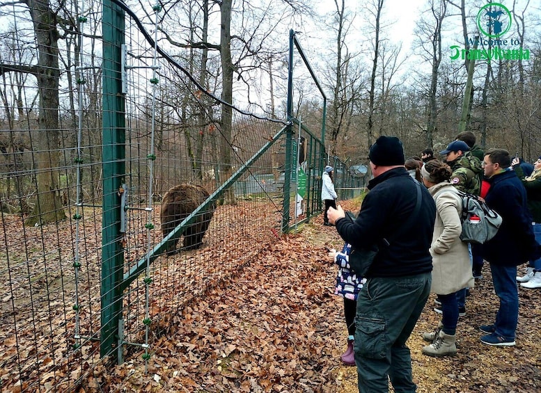 Picture 1 for Activity Visit Bear Sanctuary and Bran Castle from Brasov