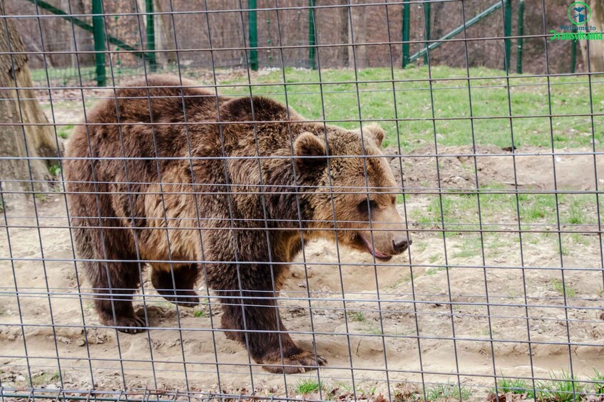 Picture 3 for Activity Visit Bear Sanctuary and Bran Castle from Brasov