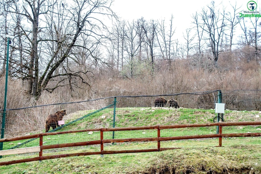 Picture 8 for Activity Visit Bear Sanctuary and Bran Castle from Brasov