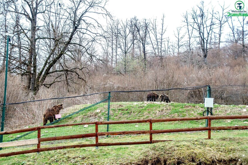 Picture 8 for Activity Visit Bear Sanctuary and Bran Castle from Brasov