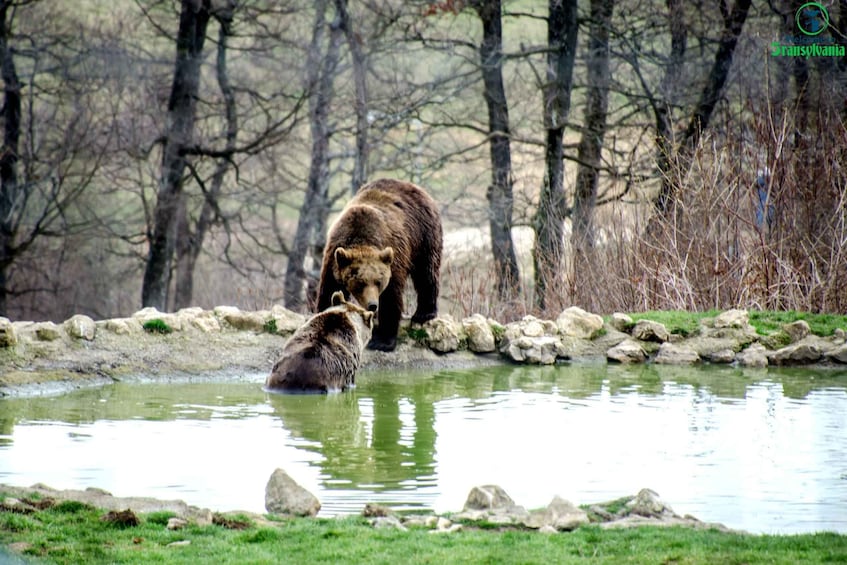 Picture 2 for Activity Visit Bear Sanctuary and Bran Castle from Brasov