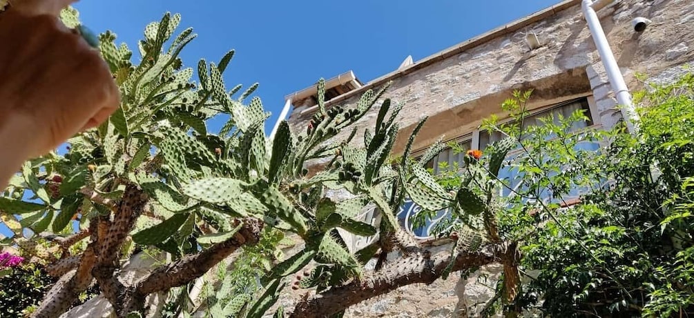 Picture 8 for Activity Visit of the Medieval Village of Èze in 1h30