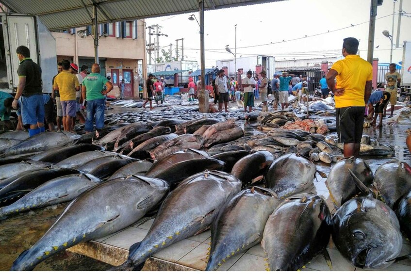 Picture 5 for Activity From Negombo: City Tour & Fishing Village Tour by Tuk-Tuk