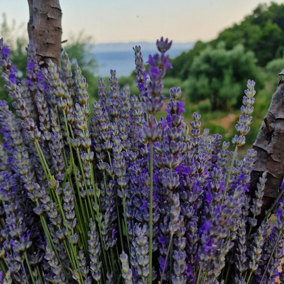 Picture 6 for Activity Island Hvar: Olive Grove Sunset Dinner in a Bay