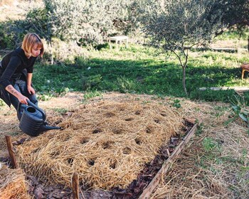 Hvar Island: Farm-to-Table Feast in Olive Garden