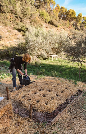 Picture 1 for Activity Hvar Island: Farm-to-Table Feast in Olive Garden