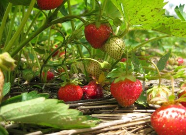 De Mattituck : North Fork Area Bike Tour avec dégustation de nourriture