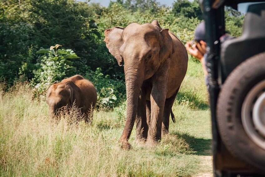 Picture 2 for Activity Minneriya National Park Safari by a 4x4