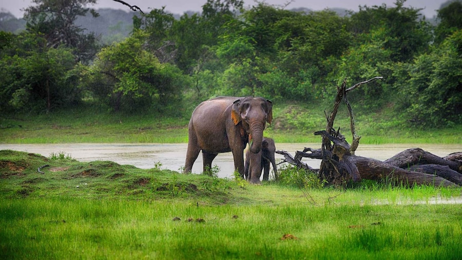 Minneriya National Park Safari by a 4x4